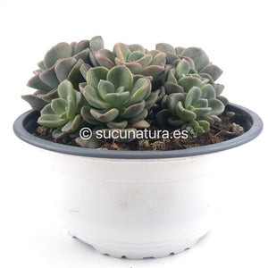 Echeveria Orpet form bouquet- ø 14 cm - Sucunatura. Plantas crassulas como echeveria, kalanchoe, sedum, sempervivum, graptoveria y aeonium.