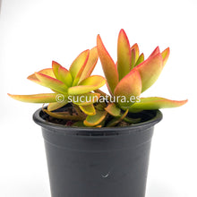 Load image into Gallery viewer, Crassula Capitella Campfire - ø 10.5 cm - Sucunatura. Plantas crassulas como echeveria, kalanchoe, sedum, sempervivum, graptoveria y aeonium.
