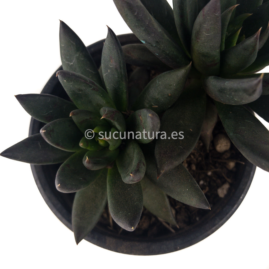 Echeveria Black Knigth - ø 10.5 cm - Sucunatura. Plantas crassulas como echeveria, kalanchoe, sedum, sempervivum, graptoveria y aeonium.