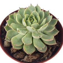 Load image into Gallery viewer, Echeveria Texensis Zaragoza - ø 10.5 cm - Sucunatura. Plantas crassulas como echeveria, kalanchoe, sedum, sempervivum, graptoveria y aeonium.
