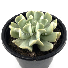 Cargar imagen en el visor de la galería, Echeveria Runyonii Topsy Turvy - ø 10.5 cm - Sucunatura. Plantas crassulas como echeveria, kalanchoe, sedum, sempervivum, graptoveria y aeonium.
