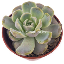 Cargar imagen en el visor de la galería, Echeveria Tinny Burger - ø 8.5 cm - Sucunatura. Plantas crassulas como echeveria, kalanchoe, sedum, sempervivum, graptoveria y aeonium.
