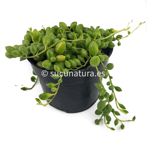 Senecio Rowleyanus ( planta rosario) - ø 10.5 cm - Sucunatura. Plantas crassulas como echeveria, kalanchoe, sedum, sempervivum, graptoveria y aeonium.