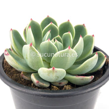 Load image into Gallery viewer, Echeveria Secunda Reglensis- ø 10.5 cm - Sucunatura. Plantas crassulas como echeveria, kalanchoe, sedum, sempervivum, graptoveria y aeonium.
