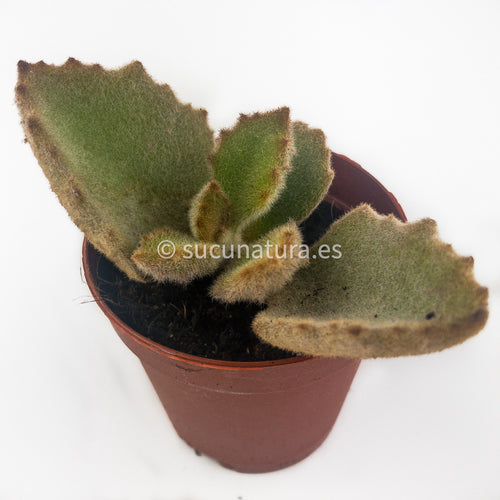 Kalanchoe Beharensis (orejas de elefante) - ø 5.5 cm - Sucunatura. Plantas crassulas como echeveria, kalanchoe, sedum, sempervivum, graptoveria y aeonium.