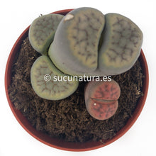 Load image into Gallery viewer, Lithops - ø 8.5 cm - Sucunatura. Plantas crassulas como echeveria, kalanchoe, sedum, sempervivum, graptoveria y aeonium.
