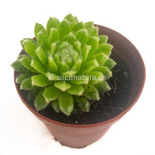 Cargar imagen en el visor de la galería, Sempervivum arachnoideum - ø 5.5 cm - Sucunatura. Plantas crassulas como echeveria, kalanchoe, sedum, sempervivum, graptoveria y aeonium.
