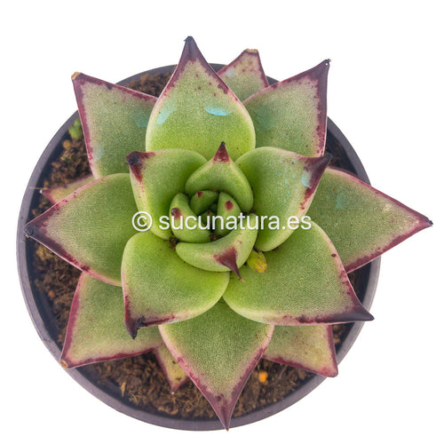 Echeveria Agavoides Ebony - ø 10.5 cm - Sucunatura. Plantas crassulas como echeveria, kalanchoe, sedum, sempervivum, graptoveria y aeonium.