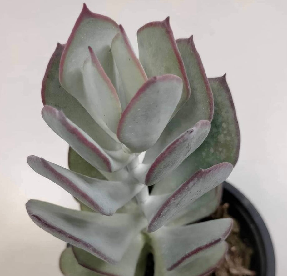 Cotyledon Dan’s Delight - ø 10.5 cm - Sucunatura. Plantas crassulas como echeveria, kalanchoe, sedum, sempervivum, graptoveria y aeonium.