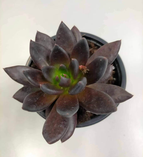 Echeveria Gothika - ø 10.5 cm - Sucunatura. Plantas crassulas como echeveria, kalanchoe, sedum, sempervivum, graptoveria y aeonium.