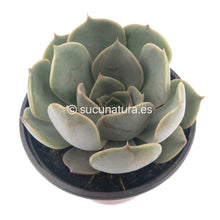 Cargar imagen en el visor de la galería, Echeveria Fiona - ø 10.5 cm - Sucunatura. Plantas crassulas como echeveria, kalanchoe, sedum, sempervivum, graptoveria y aeonium.
