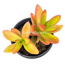 Load image into Gallery viewer, Crassula Capitella Campfire - ø 10.5 cm - Sucunatura. Plantas crassulas como echeveria, kalanchoe, sedum, sempervivum, graptoveria y aeonium.
