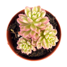 Cargar imagen en el visor de la galería, Sedum Joyce Tulloch Variegata - ø 8.5 cm
