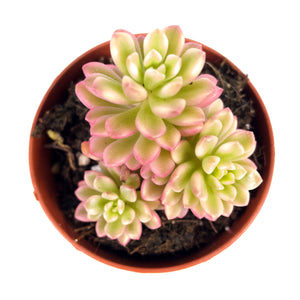 Sedum Joyce Tulloch Variegata - ø 8.5 cm