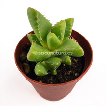 Load image into Gallery viewer, Faucaria tigrina- ø 5.5 cm - Sucunatura. Plantas crassulas como echeveria, kalanchoe, sedum, sempervivum, graptoveria y aeonium.
