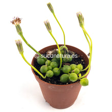 Load image into Gallery viewer, Senecio Rowleyanus ( planta rosario) - ø 5.5 cm - Sucunatura. Plantas crassulas como echeveria, kalanchoe, sedum, sempervivum, graptoveria y aeonium.
