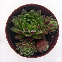 Cargar imagen en el visor de la galería, Sempervivum (uña de señorita) - ø 5.5 cm - Sucunatura. Plantas crassulas como echeveria, kalanchoe, sedum, sempervivum, graptoveria y aeonium.
