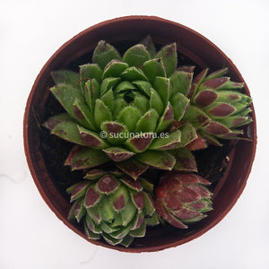 Sempervivum (uña de señorita) - ø 5.5 cm - Sucunatura. Plantas crassulas como echeveria, kalanchoe, sedum, sempervivum, graptoveria y aeonium.