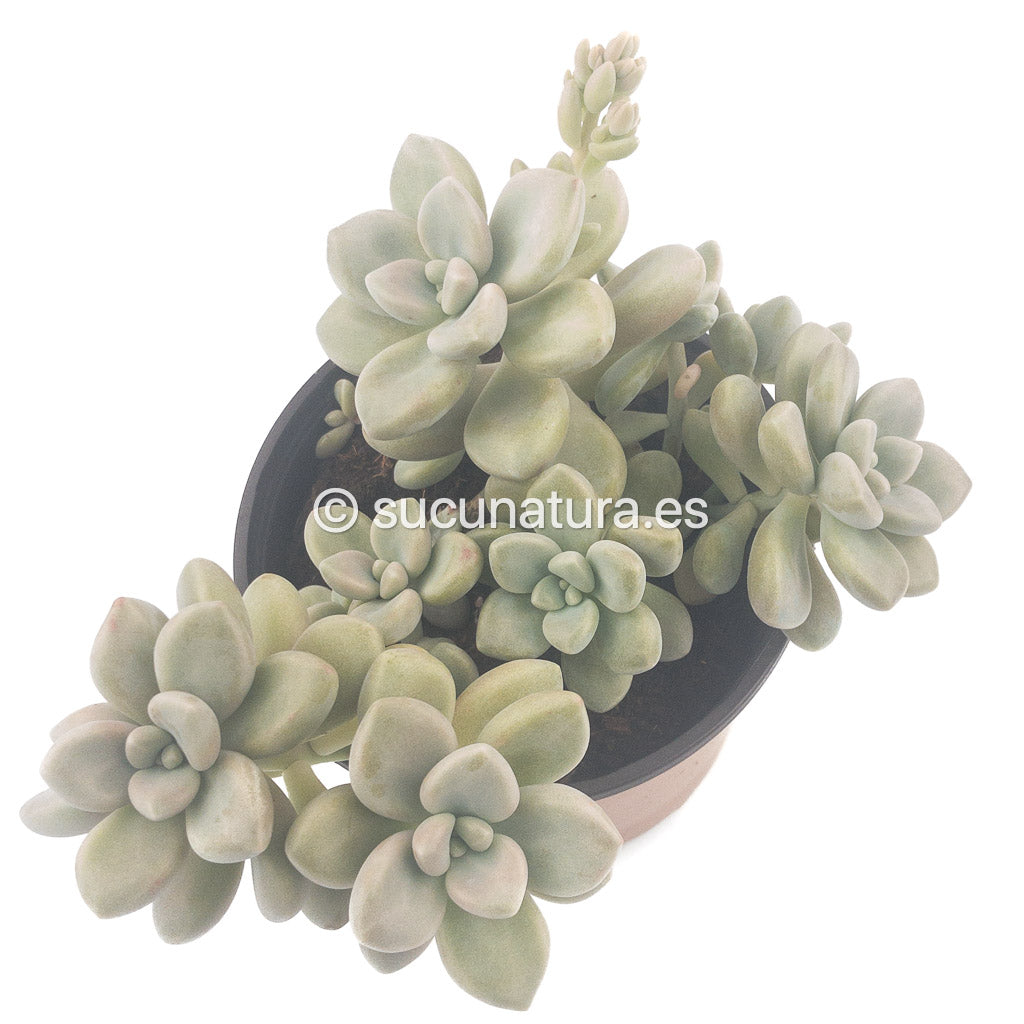 Graptopetalum Mendozae - ø 10.5 cm - Sucunatura. Plantas crassulas como echeveria, kalanchoe, sedum, sempervivum, graptoveria y aeonium.