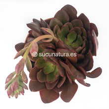 Cargar imagen en el visor de la galería, Echeveria Red Prince form bouquet - ø 14 cm - Sucunatura. Plantas crassulas como echeveria, kalanchoe, sedum, sempervivum, graptoveria y aeonium.
