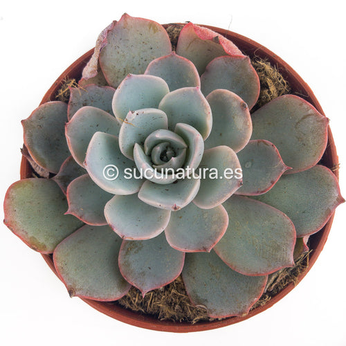 Echeveria purple laulensis - ø 8.5 cm - Sucunatura. Plantas crassulas como echeveria, kalanchoe, sedum, sempervivum, graptoveria y aeonium.