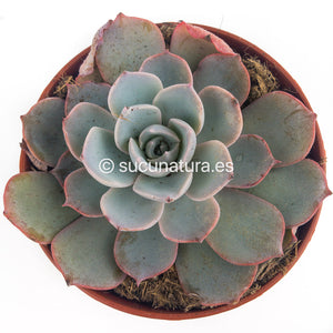 Echeveria purple laulensis - ø 8.5 cm - Sucunatura. Plantas crassulas como echeveria, kalanchoe, sedum, sempervivum, graptoveria y aeonium.