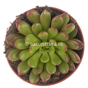 Graptoveria Bashfull - ø 10.5 cm - Sucunatura. Plantas crassulas como echeveria, kalanchoe, sedum, sempervivum, graptoveria y aeonium.