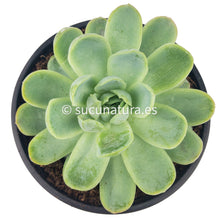 Cargar imagen en el visor de la galería, Echeveria elegans - ø 5.5 cm - Sucunatura. Plantas crassulas como echeveria, kalanchoe, sedum, sempervivum, graptoveria y aeonium.
