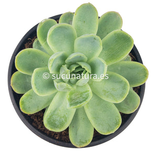 Echeveria elegans - ø 5.5 cm - Sucunatura. Plantas crassulas como echeveria, kalanchoe, sedum, sempervivum, graptoveria y aeonium.