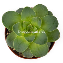 Load image into Gallery viewer, Greenovia Diplocyclum - ø 10.5 cm - Sucunatura. Plantas crassulas como echeveria, kalanchoe, sedum, sempervivum, graptoveria y aeonium.
