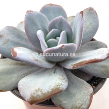 Cargar imagen en el visor de la galería, Echeveria Laui - ø 10.5 cm - Sucunatura. Plantas crassulas como echeveria, kalanchoe, sedum, sempervivum, graptoveria y aeonium.
