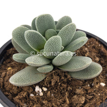 Load image into Gallery viewer, Crassula Tecta - ø 10.5 cm - Sucunatura. Plantas crassulas como echeveria, kalanchoe, sedum, sempervivum, graptoveria y aeonium.
