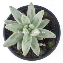 Load image into Gallery viewer, Pequeña Joya o Pachyphytum Compactum - ø 10.5 cm - Sucunatura. Plantas crassulas como echeveria, kalanchoe, sedum, sempervivum, graptoveria y aeonium.
