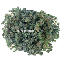 Cargar imagen en el visor de la galería, Sedum Pallidum var. Bithynicum - ø 10.5 cm - Sucunatura. Plantas crassulas como echeveria, kalanchoe, sedum, sempervivum, graptoveria y aeonium.
