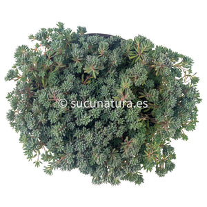 Sedum Pallidum var. Bithynicum - ø 10.5 cm - Sucunatura. Plantas crassulas como echeveria, kalanchoe, sedum, sempervivum, graptoveria y aeonium.