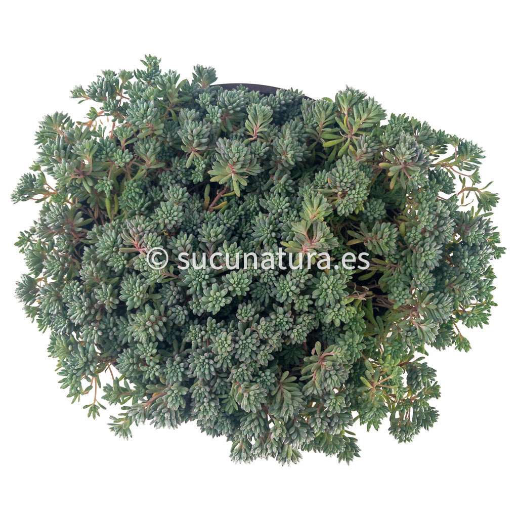 Sedum Pallidum var. Bithynicum - ø 10.5 cm - Sucunatura. Plantas crassulas como echeveria, kalanchoe, sedum, sempervivum, graptoveria y aeonium.