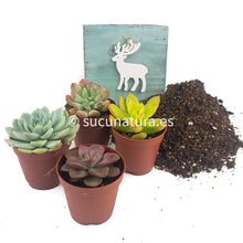 Load image into Gallery viewer, Kit Navideño - Sucunatura. Plantas crassulas como echeveria, kalanchoe, sedum, sempervivum, graptoveria y aeonium.
