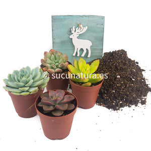 Kit Navideño - Sucunatura. Plantas crassulas como echeveria, kalanchoe, sedum, sempervivum, graptoveria y aeonium.