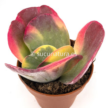 Load image into Gallery viewer, Kalanchoe Thyrsiflora Variegata - ø 10.5 cm - Sucunatura. Plantas crassulas como echeveria, kalanchoe, sedum, sempervivum, graptoveria y aeonium.
