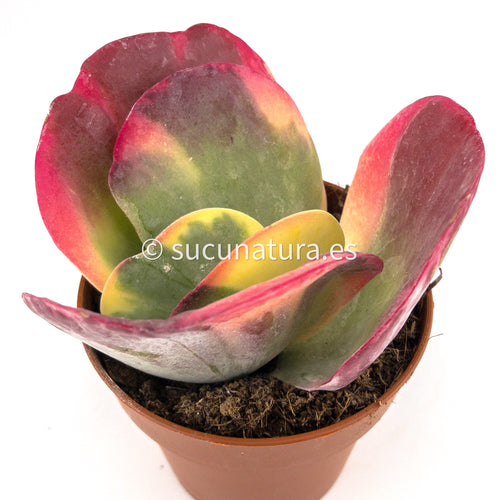 Kalanchoe Thyrsiflora Variegata - ø 10.5 cm - Sucunatura. Plantas crassulas como echeveria, kalanchoe, sedum, sempervivum, graptoveria y aeonium.