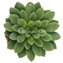 Load image into Gallery viewer, Echeveria Emiria- ø 12 cm - Sucunatura. Plantas crassulas como echeveria, kalanchoe, sedum, sempervivum, graptoveria y aeonium.
