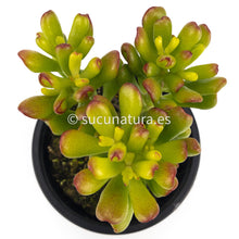 Cargar imagen en el visor de la galería, Crassula Ovata Jade - ø 10.5 cm - Sucunatura. Plantas crassulas como echeveria, kalanchoe, sedum, sempervivum, graptoveria y aeonium.
