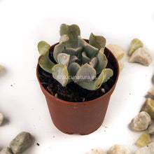 Load image into Gallery viewer, Echeveria runyonii topsy turvy - ø 5.5 cm - Sucunatura. Plantas crassulas como echeveria, kalanchoe, sedum, sempervivum, graptoveria y aeonium.
