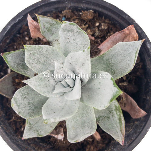 Dudleya Brittonii - ø 12 cm - Sucunatura. Plantas crassulas como echeveria, kalanchoe, sedum, sempervivum, graptoveria y aeonium.