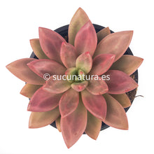 Load image into Gallery viewer, Graptoveria pink donna - ø 12 cm - Sucunatura. Plantas crassulas como echeveria, kalanchoe, sedum, sempervivum, graptoveria y aeonium.
