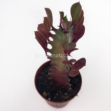 Load image into Gallery viewer, Euphorbia Trigona “African Milk Tree” pink (cactus catedral)- ø 8.5 cm - Sucunatura. Plantas crassulas como echeveria, kalanchoe, sedum, sempervivum, graptoveria y aeonium.
