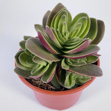 Load image into Gallery viewer, Crassula Capitella Turrita - ø 10.5 cm
