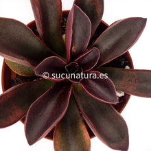 Cargar imagen en el visor de la galería, Echeveria Racemosa - ø 10.5 cm - Sucunatura. Plantas crassulas como echeveria, kalanchoe, sedum, sempervivum, graptoveria y aeonium.
