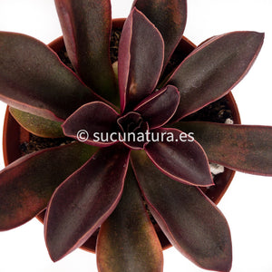 Echeveria Racemosa - ø 10.5 cm - Sucunatura. Plantas crassulas como echeveria, kalanchoe, sedum, sempervivum, graptoveria y aeonium.