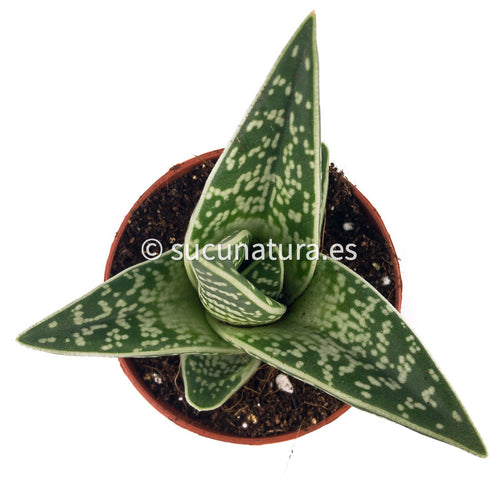 Aloe Variegata - ø 8.5 cm - Sucunatura. Plantas crassulas como echeveria, kalanchoe, sedum, sempervivum, graptoveria y aeonium.